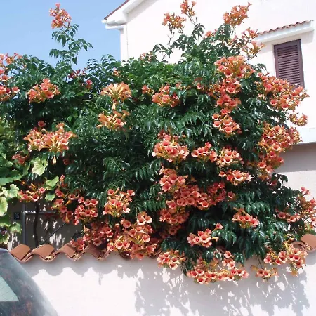 Fazana, Istria 11 *
